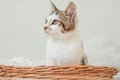 White with gray stripes cat 3-4 months sits in wicker basket and looks away in surprise. Interest non-breed kitten Royalty Free Stock Photo