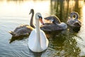 White and gray swans swimming on lake water in summer Royalty Free Stock Photo