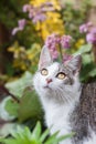 White and gray tabby adorable cat portrait Royalty Free Stock Photo