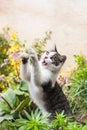 White and gray tabby adorable cat portrait Royalty Free Stock Photo