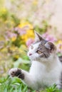 White and gray tabby adorable cat portrait Royalty Free Stock Photo