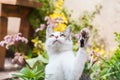 White and gray tabby adorable cat portrait Royalty Free Stock Photo