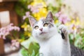 White and gray tabby adorable cat portrait Royalty Free Stock Photo