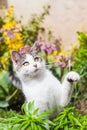 White and gray tabby adorable cat portrait Royalty Free Stock Photo