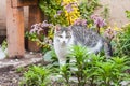 White and gray tabby cat, garden background Royalty Free Stock Photo