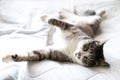 White and gray tabby cat with white socks lying on her back on the bed Royalty Free Stock Photo