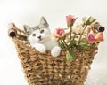 White tabby Kitten inside a wicker basket with bouquet of flowers