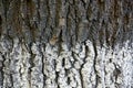 White gray texture of a bark of a big tree