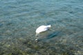 Single bright swan swimming and diving in water Royalty Free Stock Photo