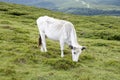 White grazing cow on a green meadow