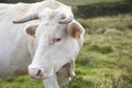 White grazing cow head with green background landscape. Azores. Royalty Free Stock Photo