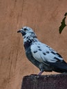 White and gre Pigeon Royalty Free Stock Photo