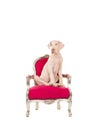 White great dane puppy dog sitting on a pink classic chair