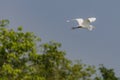 White Great egret, Ardea alba, Bird flying with trees in the background Royalty Free Stock Photo