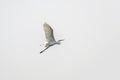 White Great egret, Ardea alba, Bird flying in with wings wide open Royalty Free Stock Photo