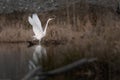 Great Egret (Ardea alba) standing on the edge of a lake and Spreads its Wings , Egret Reflection on Water Royalty Free Stock Photo