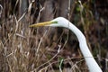 White Great Egret bird, Okefenokee National Wildlife Refuge Royalty Free Stock Photo