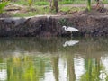 White great egret bird stalking and wading for hunting fish by fish pond in fish farm Royalty Free Stock Photo