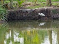 White great egret bird stalking and wading for hunting fish by fish pond in fish farm Royalty Free Stock Photo