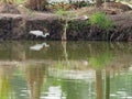 White great egret bird stalking and wading for hunting fish by fish pond in fish farm Royalty Free Stock Photo