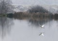 Great Egret Flying over  frozen lake. Egret Reflection in water, Ardea alba Royalty Free Stock Photo