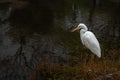 a casmerodius albus bird stands in front of a river with green and brown reeds Royalty Free Stock Photo