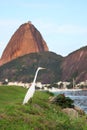White Great Egret, Sugarloaf mountain, Rio de Janeiro