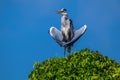 The white GREAT egret on top of tree Royalty Free Stock Photo