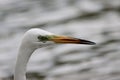 White Great egret water bird portrait on face