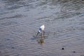 A white great white heron bird drinking water from the lagoon surrounded by rippling water at Malibu Lagoon Royalty Free Stock Photo