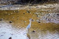 A white great white heron bird standing in the lagoon surrounded by rippling water and rocks at Malibu Lagoon Royalty Free Stock Photo