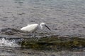 White great heron Great egret hunt fish in the sea on a sunny day Royalty Free Stock Photo