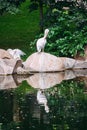 White Great Pelican standing on a stone with reflection in the lake Royalty Free Stock Photo