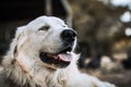 White great pyrenees dog lying on the ground, tongue out panting happily Royalty Free Stock Photo