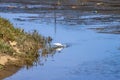 A white great white heron bird drinking water from the lagoon surrounded by rippling water and lush green plants and grass Royalty Free Stock Photo