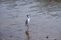 A white great white heron bird walking surrounded by rippling water at Malibu Lagoon Royalty Free Stock Photo