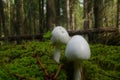 White grebes sprouting from moss.