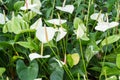 White and green Anthurium lily Royalty Free Stock Photo