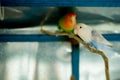 White and Green budgerigar parrots close up sits on tree branch in cage Royalty Free Stock Photo