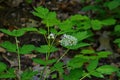 Eurasian baneberry with flower, Actaea spicata.Eurasian baneberry Actaea spicata blooming in the forest