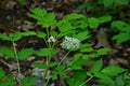 Eurasian baneberry with flower, Actaea spicata.Eurasian baneberry Actaea spicata blooming in the forest