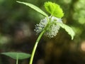 Bane berry, Actaea spicata, white flowers almost blooming