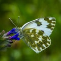 White green butterfly on a blue flower