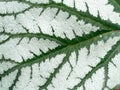 White and green caladium leaf texture Royalty Free Stock Photo
