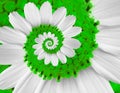 White green camomile daisy cosmos kosmeya flower spiral abstract fractal effect pattern background White flower spiral abstract