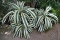 White and green color leaves of Dracaena White Aspen Royalty Free Stock Photo