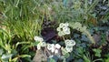 A white green curly variegated plant on a rock