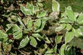 White and green delicate leaves of Cornus alba shrub, known as red barked, white or Siberian dogwood, and green leaves in a garden Royalty Free Stock Photo