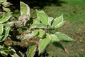 White and green delicate leaves of Cornus alba shrub, known as red barked, white or Siberian dogwood, and green leaves in a garden Royalty Free Stock Photo