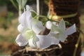 White green dendrobium bigibbum orchid flowers Royalty Free Stock Photo
